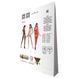 Бодистокинг Passion BS069 white, комбинезон, имитация чулок и боди PBS069W фото 6